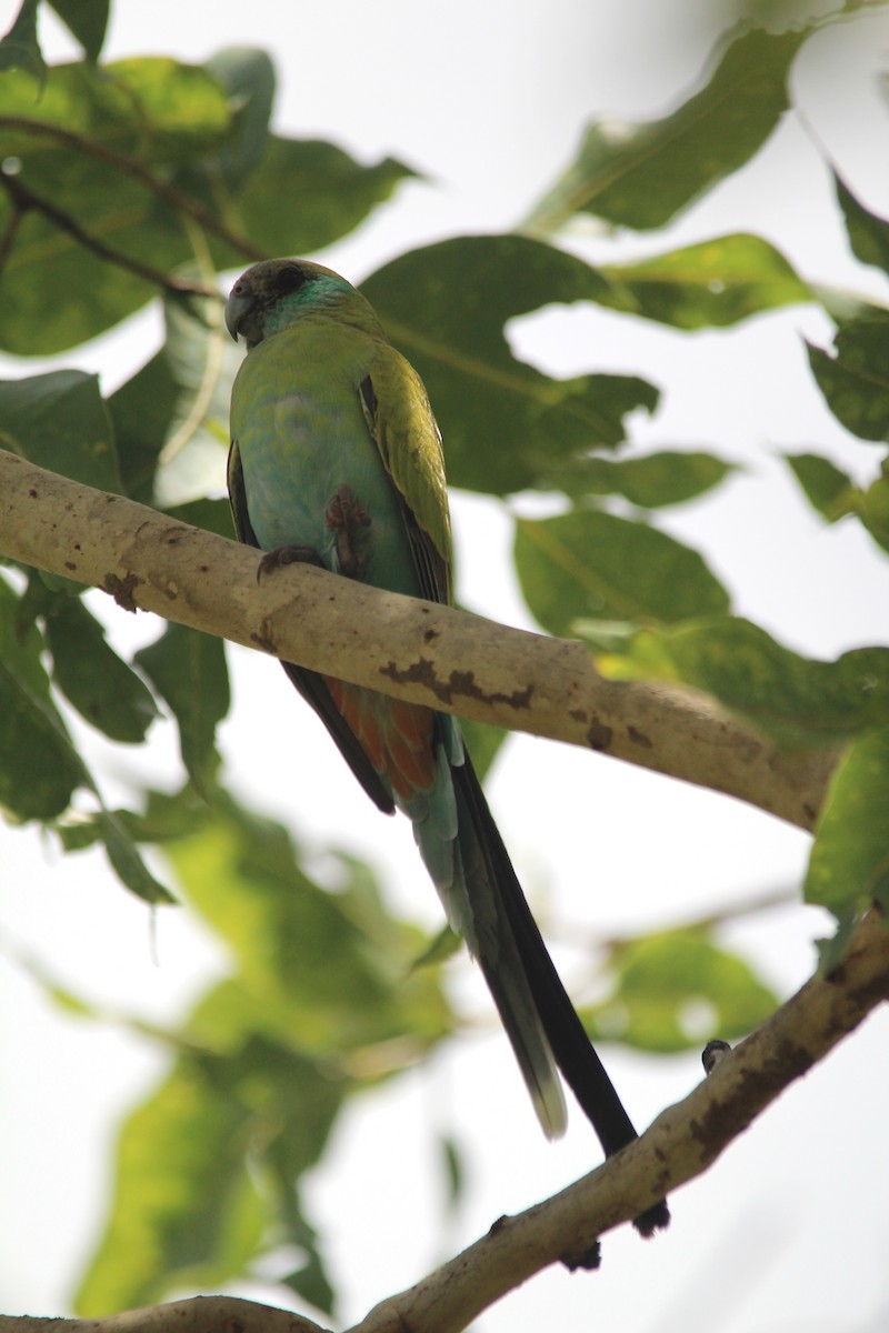 Hooded Parrot - ML654347163