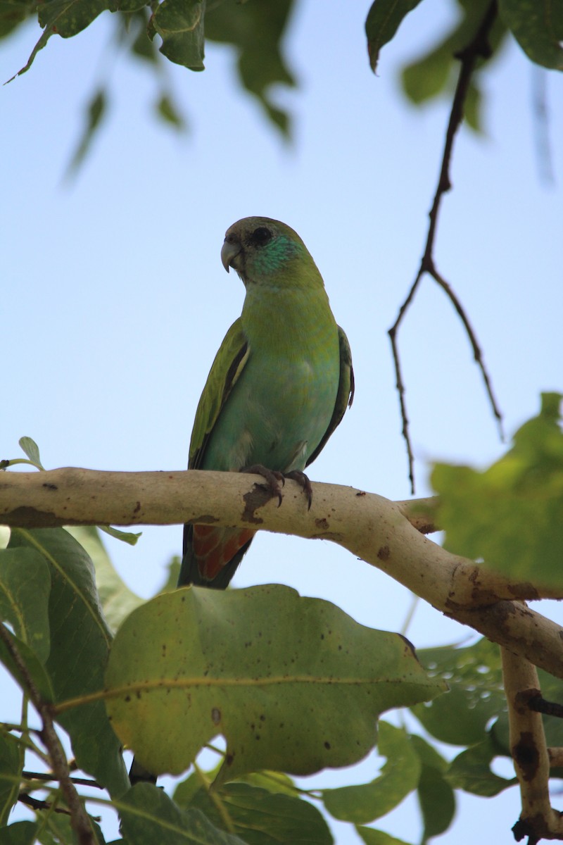 Hooded Parrot - ML654347209