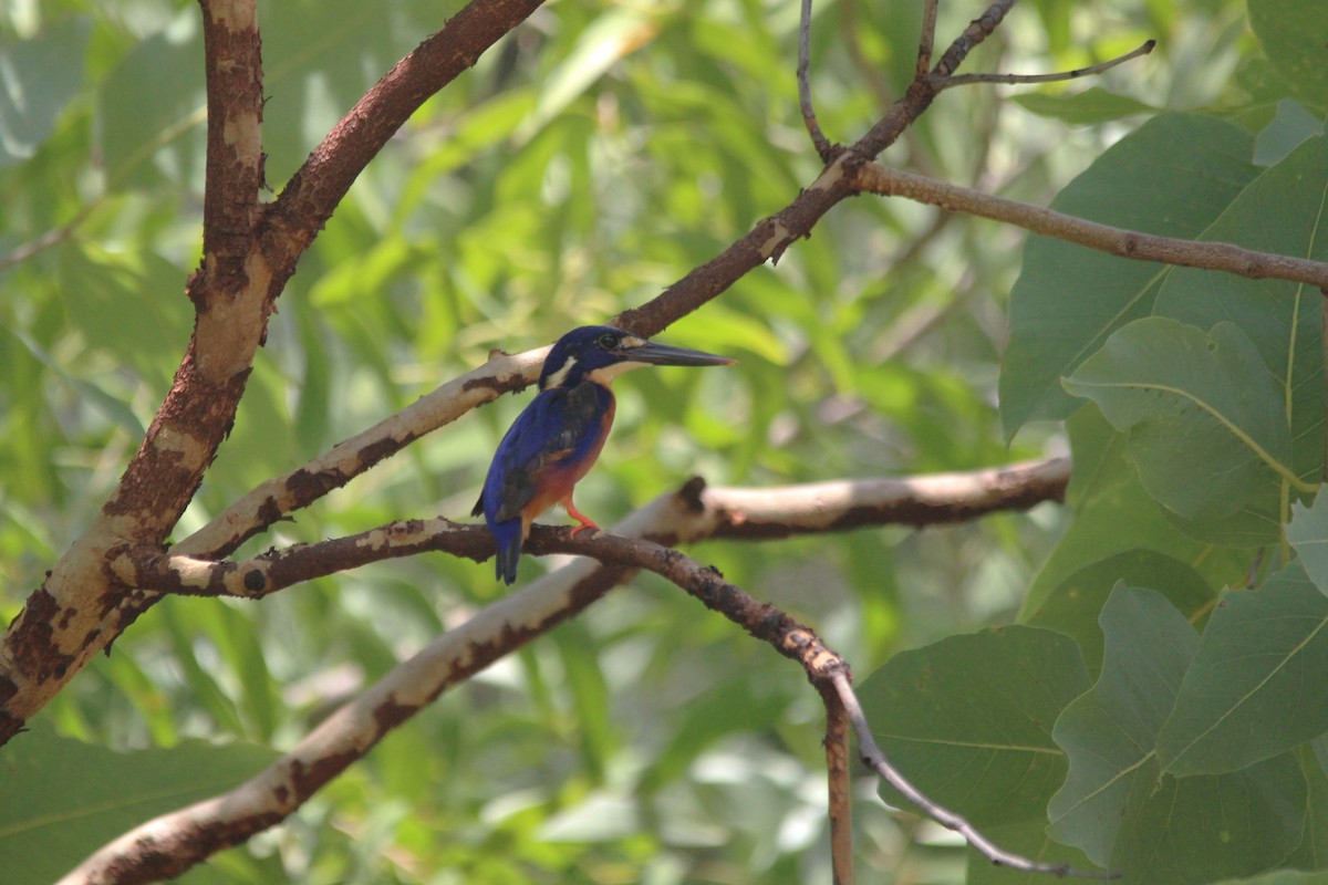 Azure Kingfisher - ML654347261