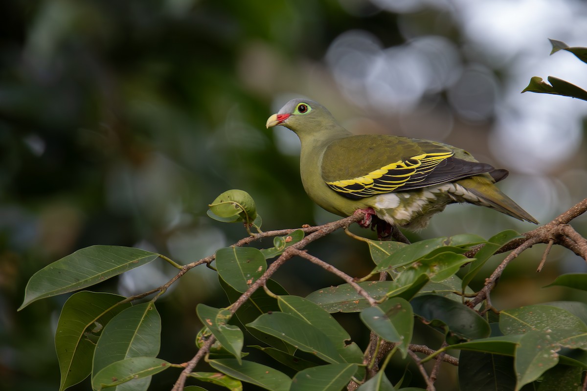 Thick-billed Green-Pigeon - ML654347323