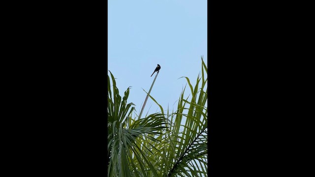 Puerto Rican Oriole - ML654347814