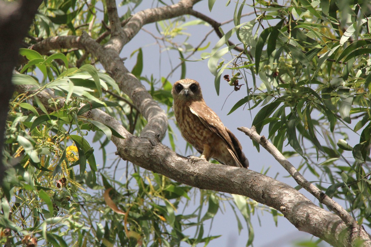 Australian Boobook - ML654348436