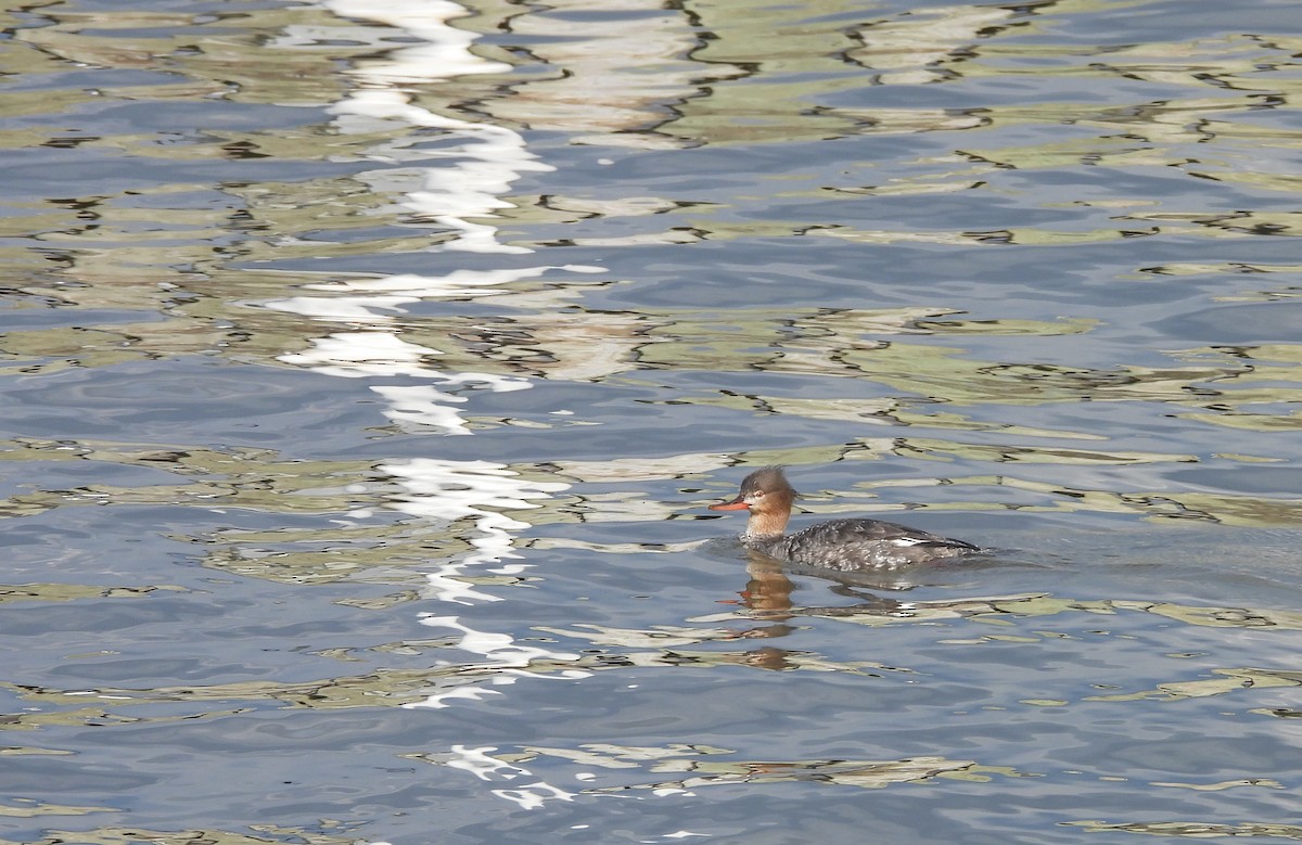 Red-breasted Merganser - ML654349458
