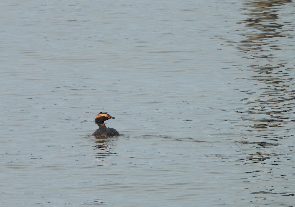 Horned Grebe - ML654349567