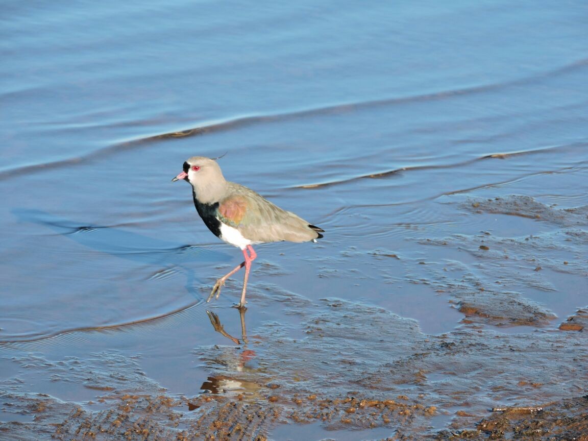 Southern Lapwing (lampronotus) - ML65435011