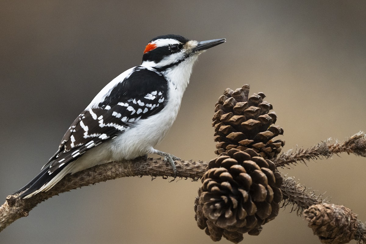 Hairy Woodpecker - ML654350523
