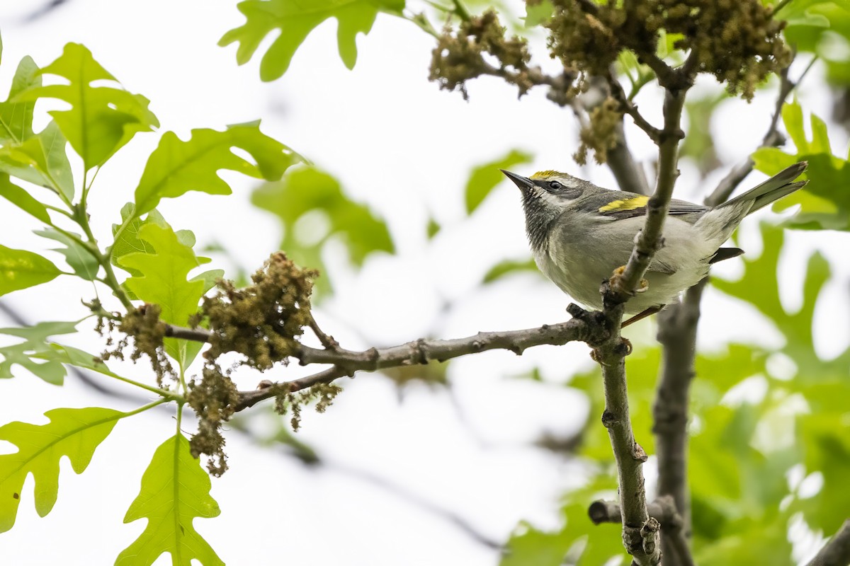 Golden-winged Warbler - ML654351066