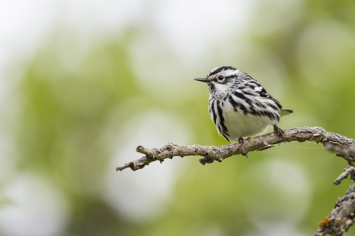 Black-and-white Warbler - ML654351163