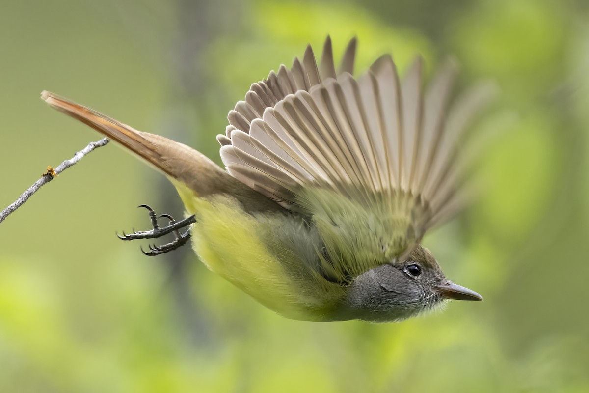 Great Crested Flycatcher - ML654351224