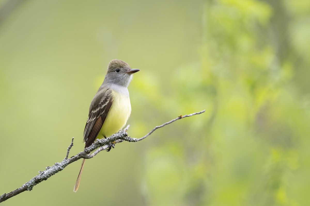 Great Crested Flycatcher - ML654351253