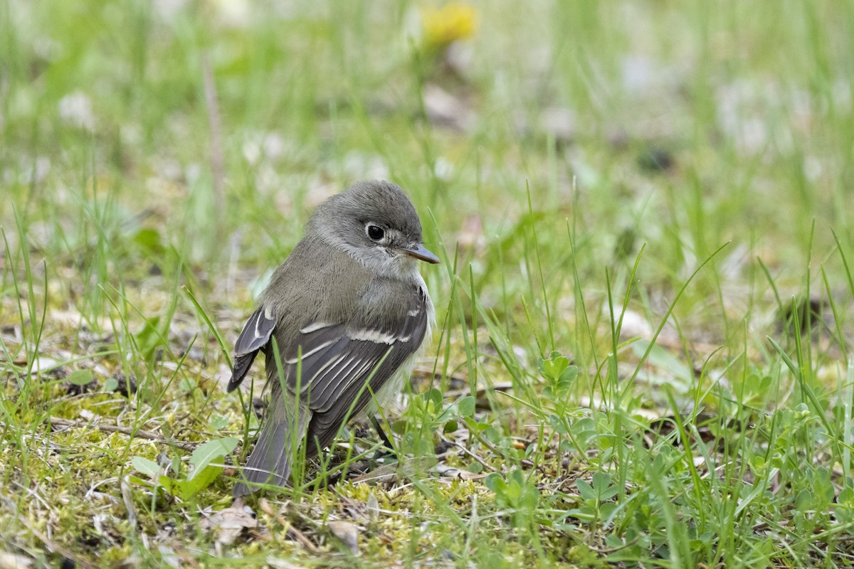 Least Flycatcher - ML654351337