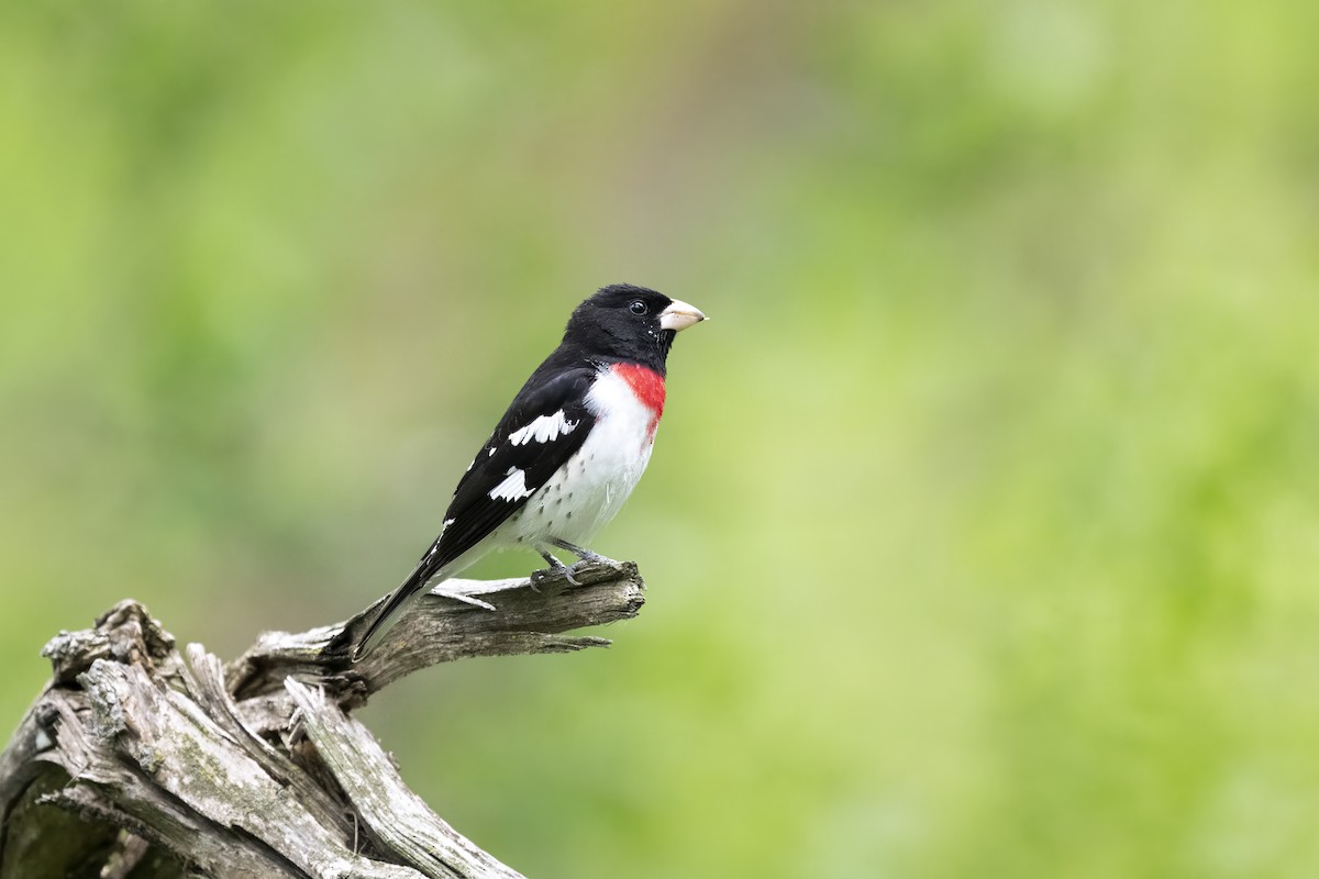 Rose-breasted Grosbeak - ML654351364