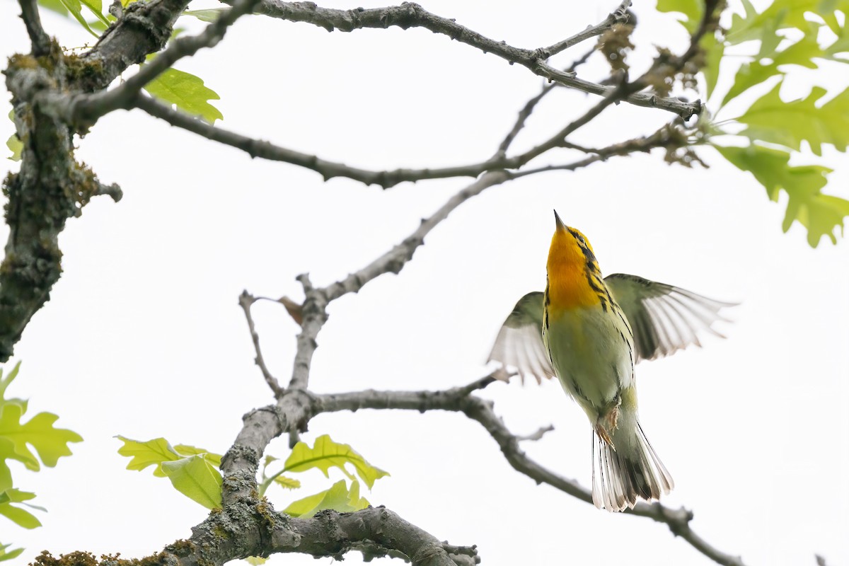 Blackburnian Warbler - ML654351727