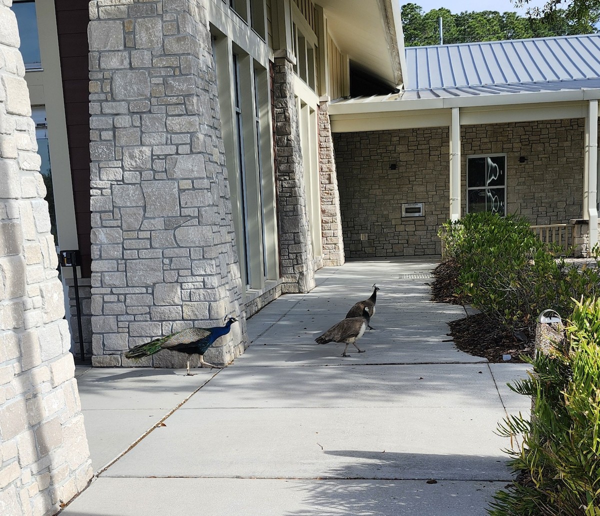 Pfau - ML654354891