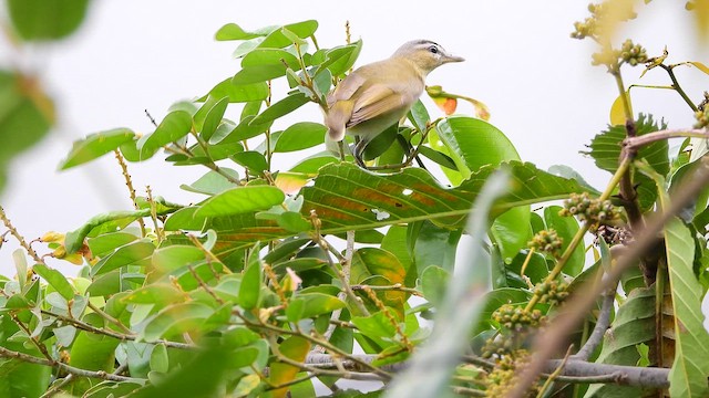 Vireo sp. - ML654355675