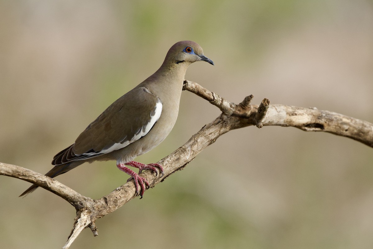 hvitvingedue - ML654357273