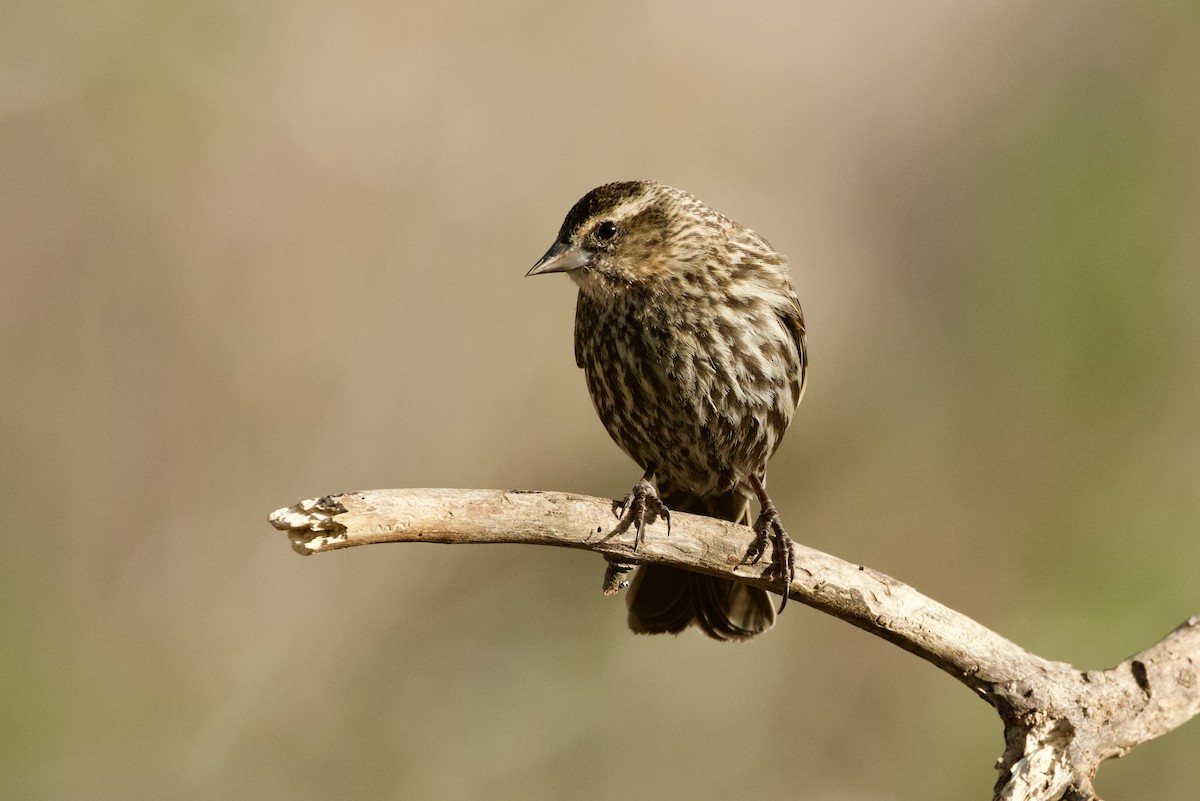 rødvingetrupial - ML654357321