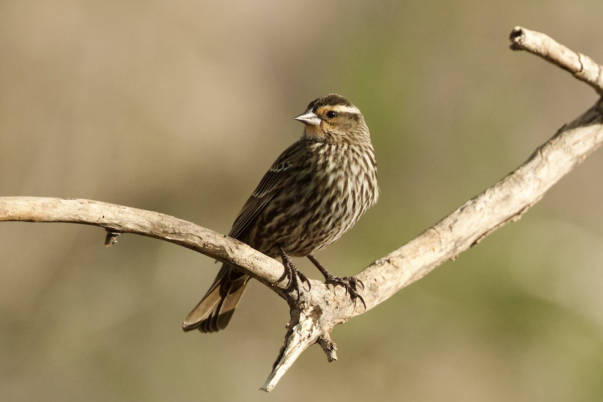 rødvingetrupial - ML654357322