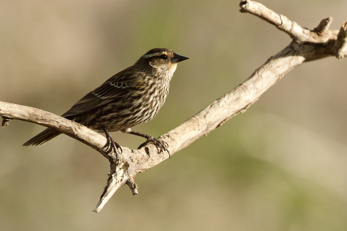 rødvingetrupial - ML654357323