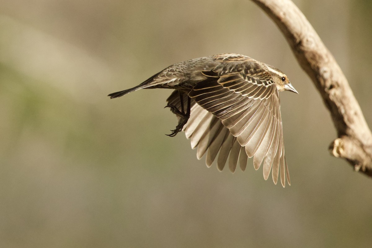 rødvingetrupial - ML654357324