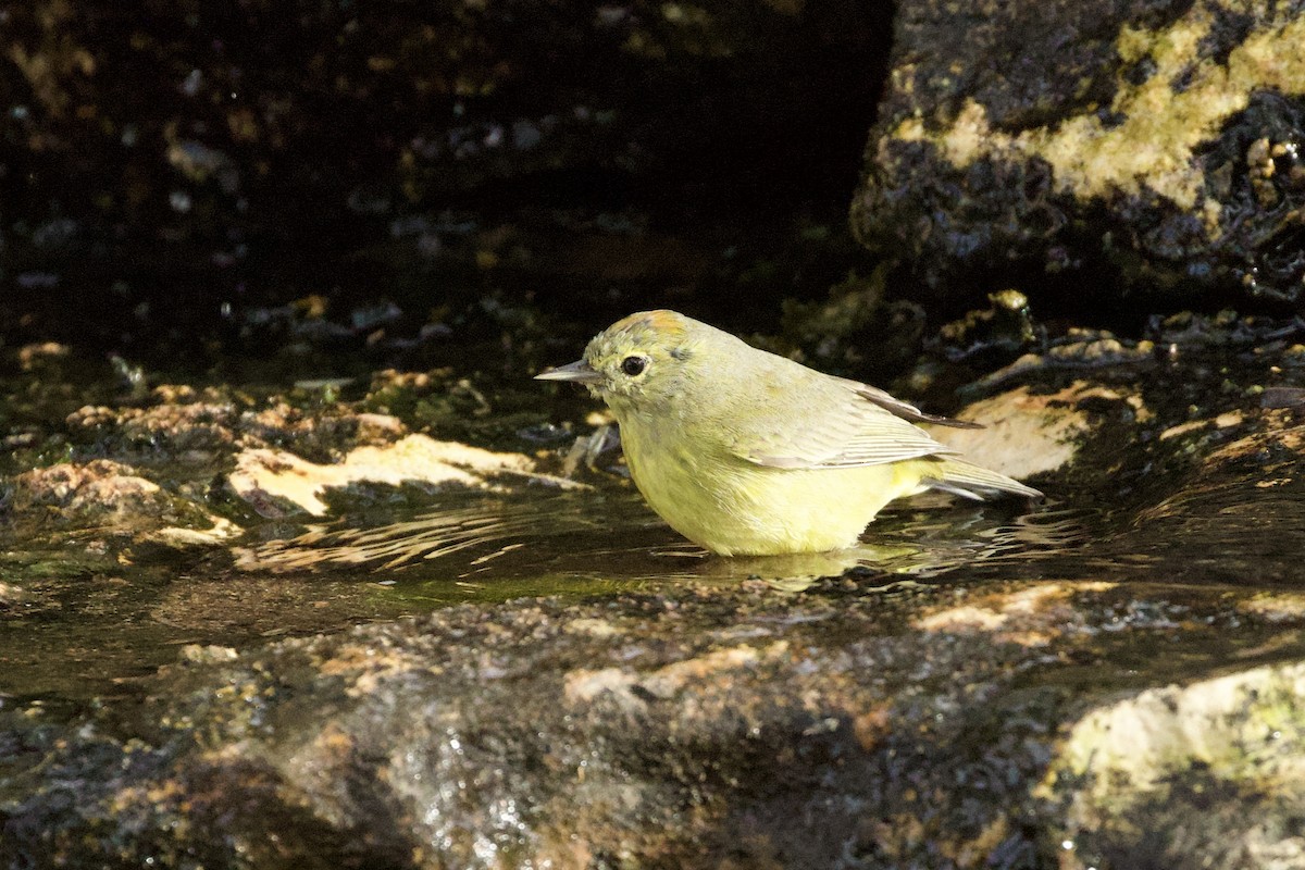 oransjekroneparula - ML654357332