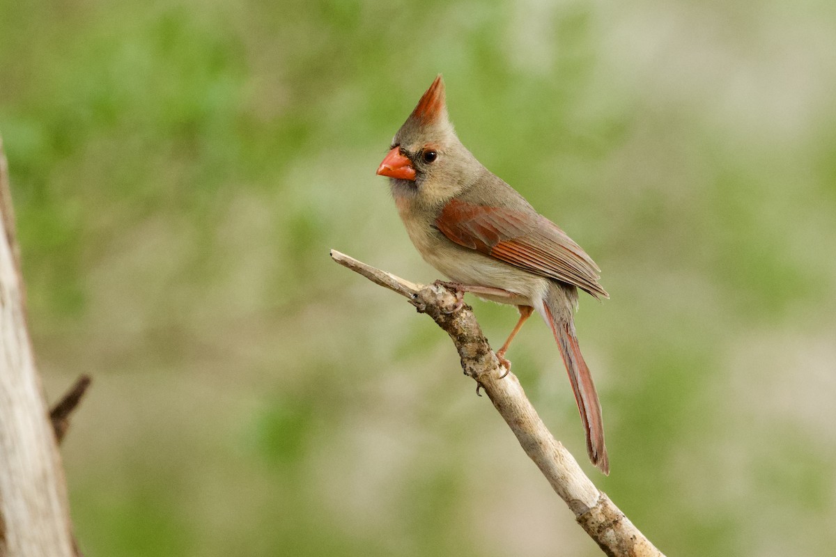 rødkardinal - ML654357345