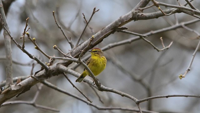 Palm Warbler - ML654357420