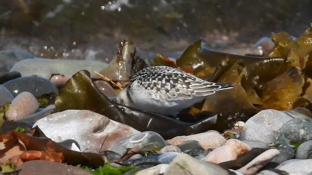 Sanderling - ML654357677