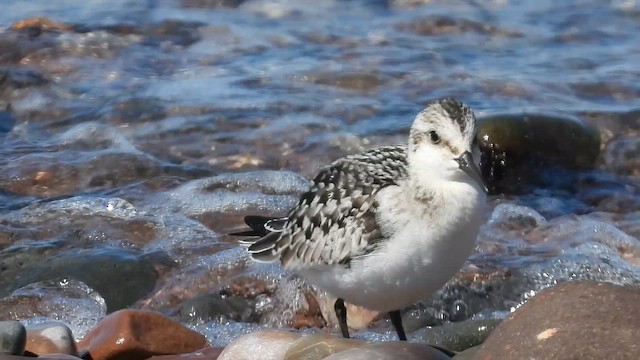 Sanderling - ML654357742