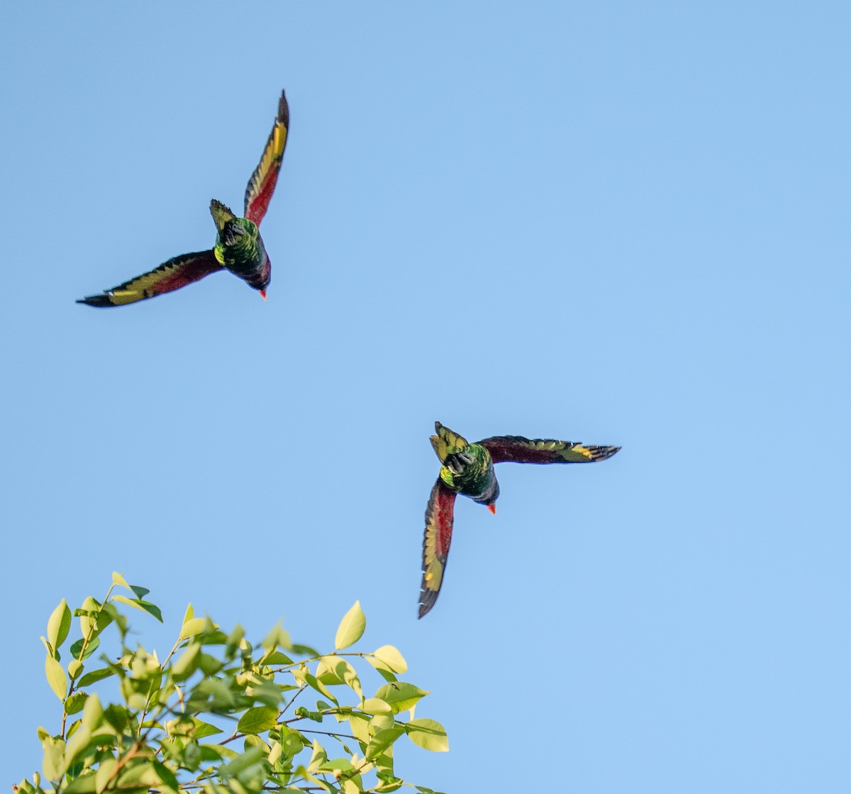 Coconut Lorikeet - ML654357844