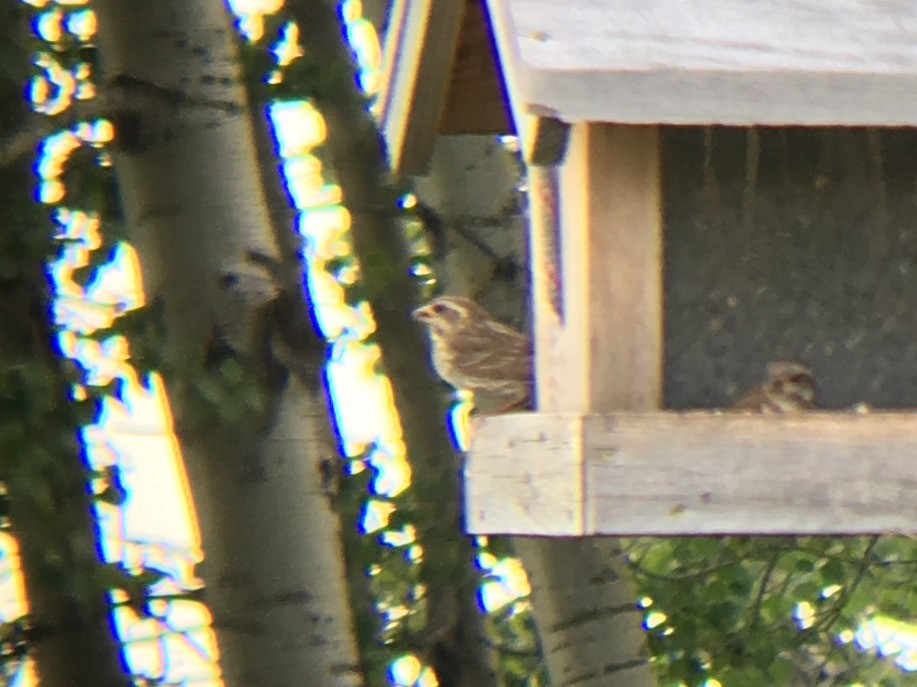 Purple Finch (Eastern) - ML65435801