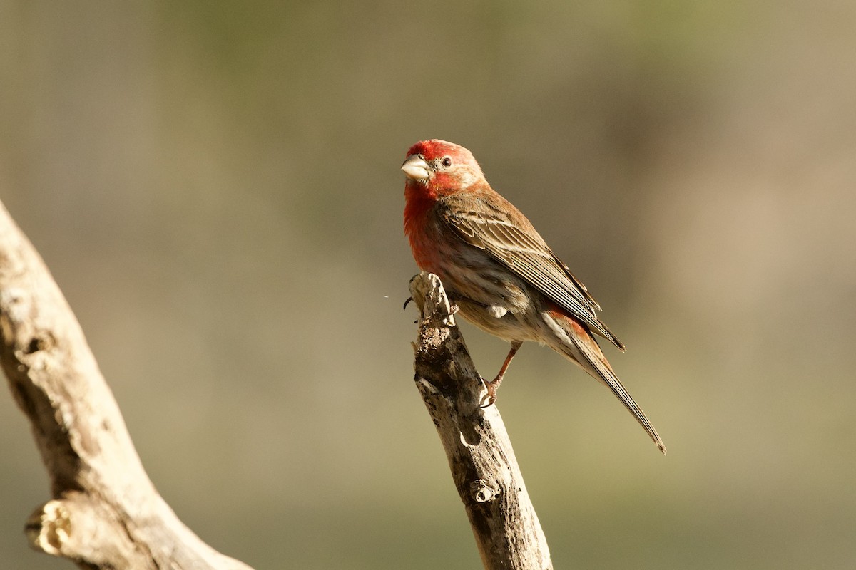 husrosenfink - ML654359207