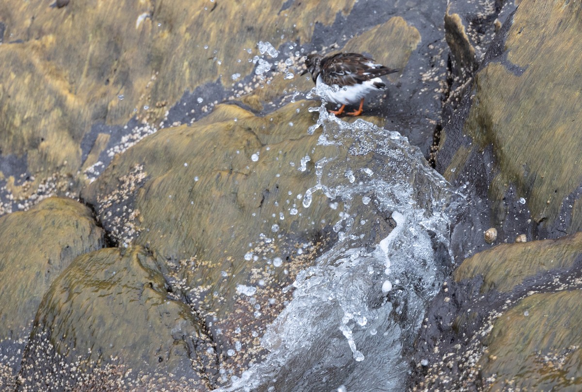 Ruddy Turnstone - ML654359211