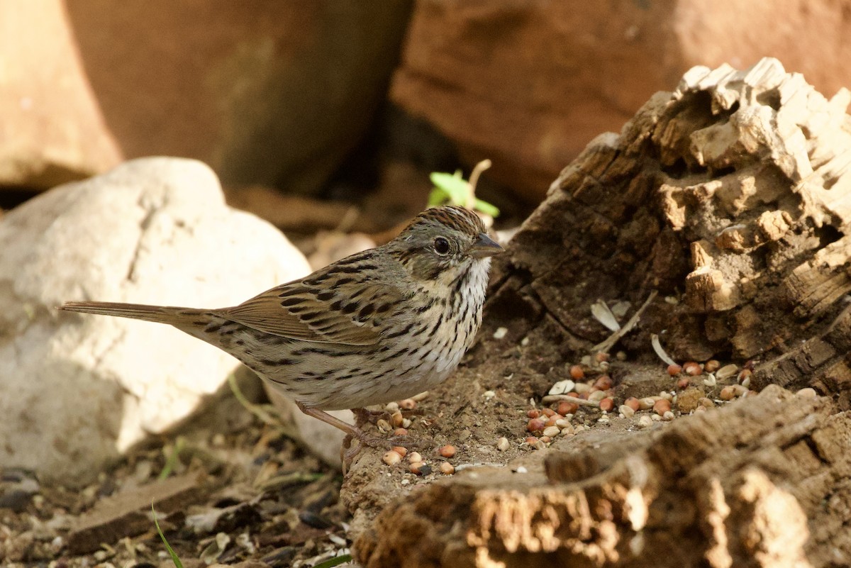 gråbrynspurv - ML654359233