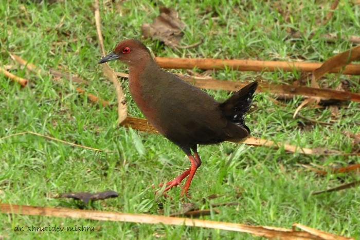 Ruddy-breasted Crake - Shrutidev Mishra