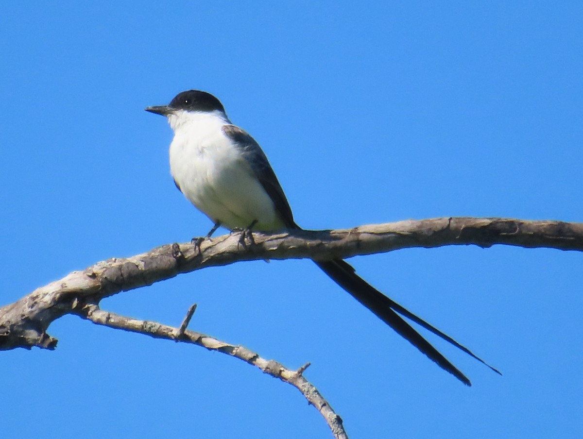 Fork-tailed Flycatcher - ML654362650