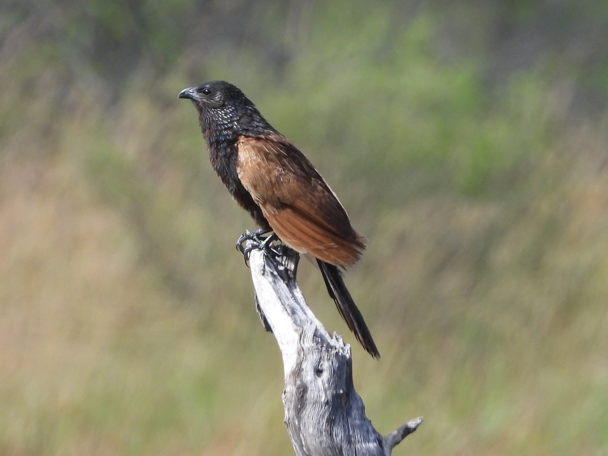 Black Coucal - ML654362774