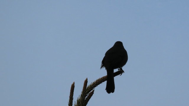 ネコマネドリ - ML654363088