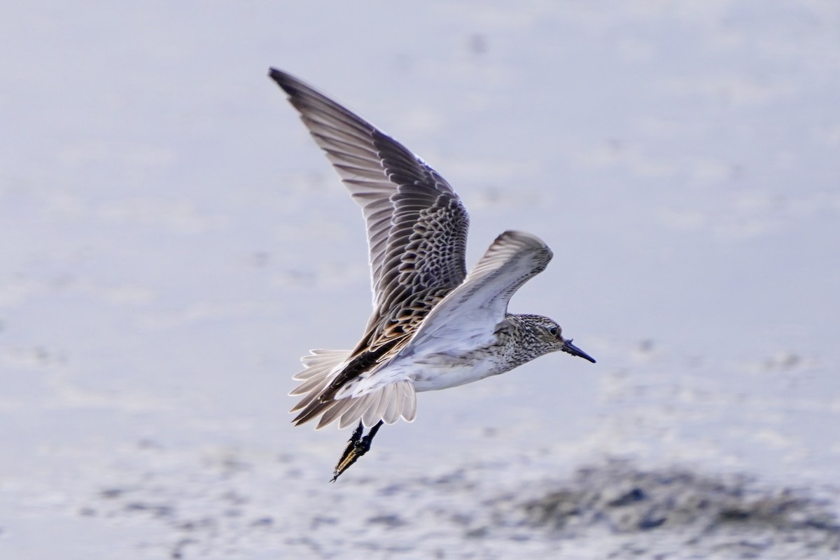 alaskasnipe - ML654364088