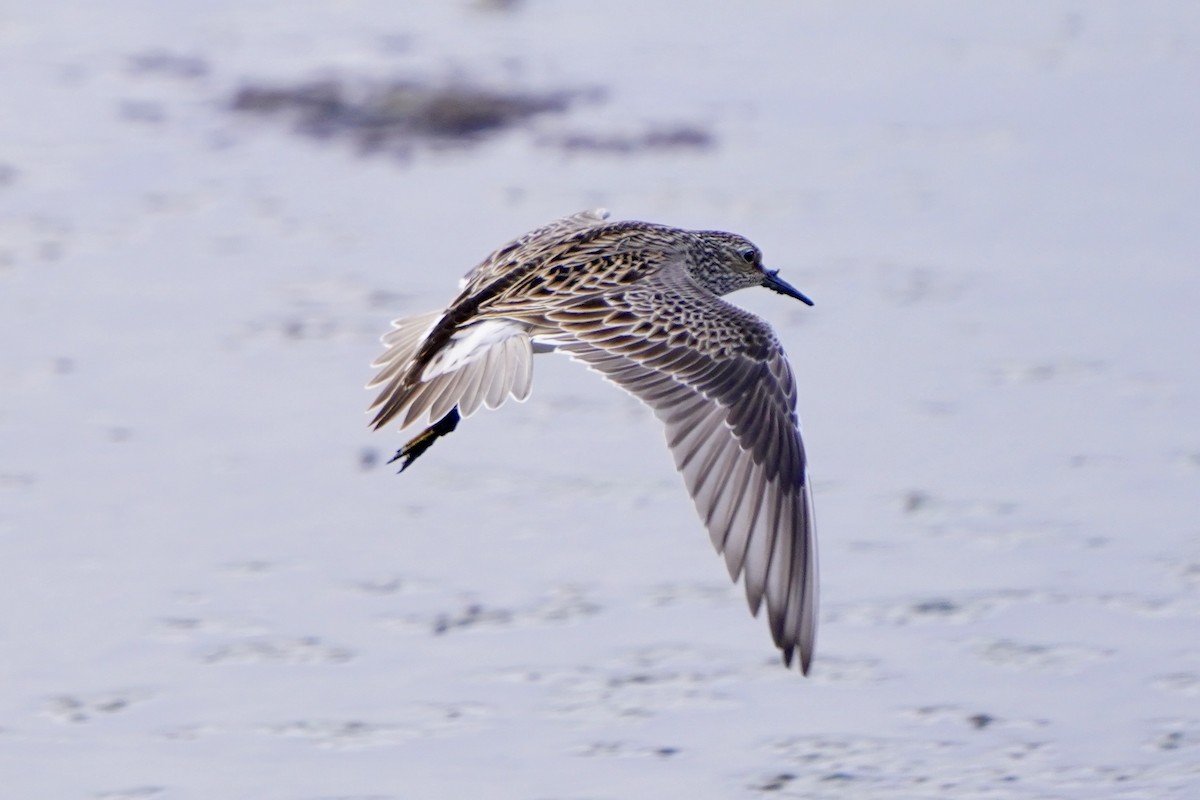 alaskasnipe - ML654364089