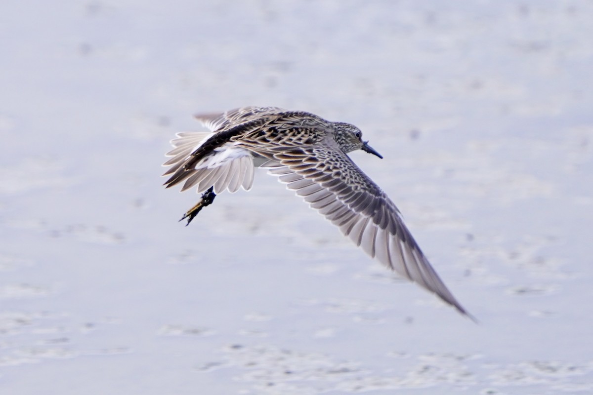 alaskasnipe - ML654364090