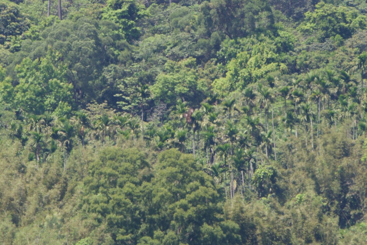 svartørn - ML654364609