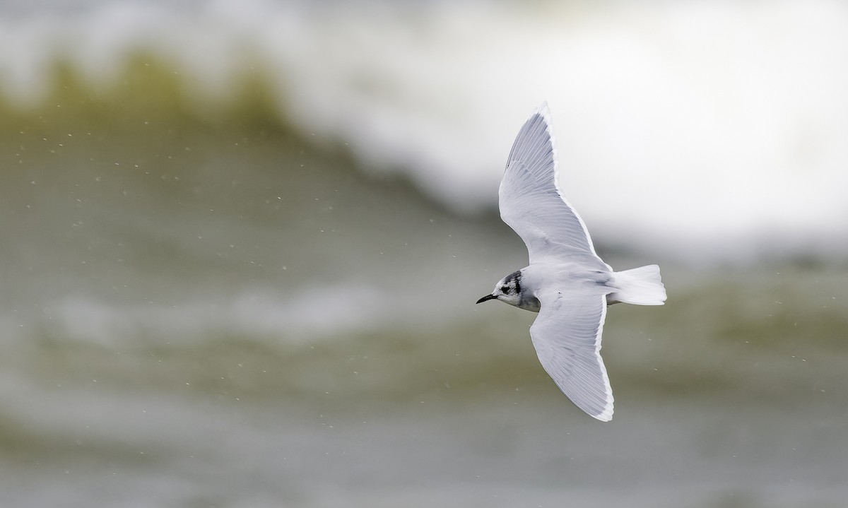 Mouette pygmée - ML654366239