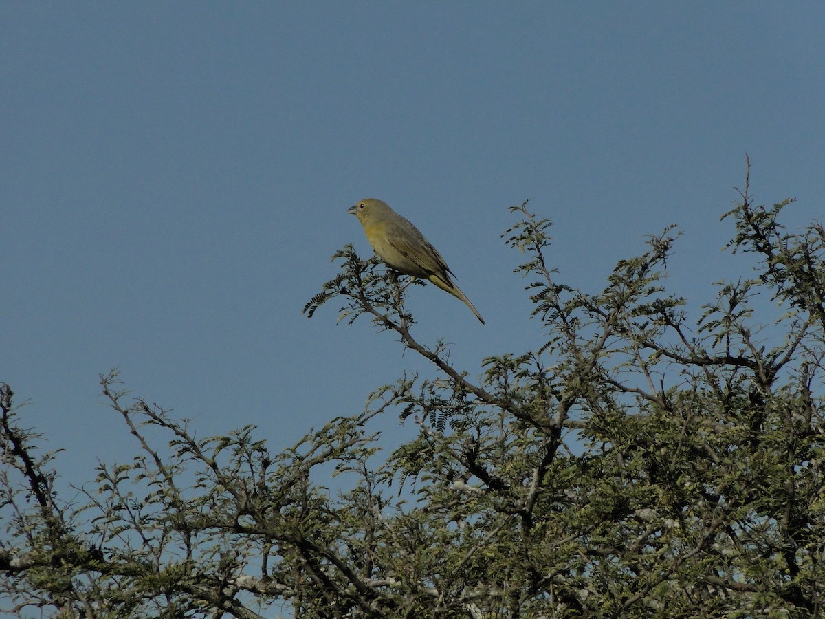 Hepatic Tanager - ML65436641