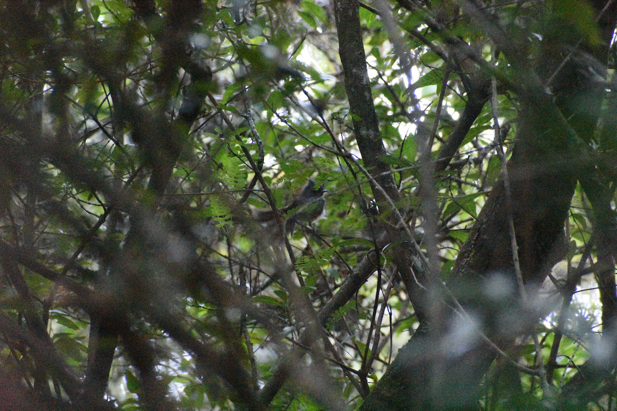 African Crested Flycatcher - ML654366705