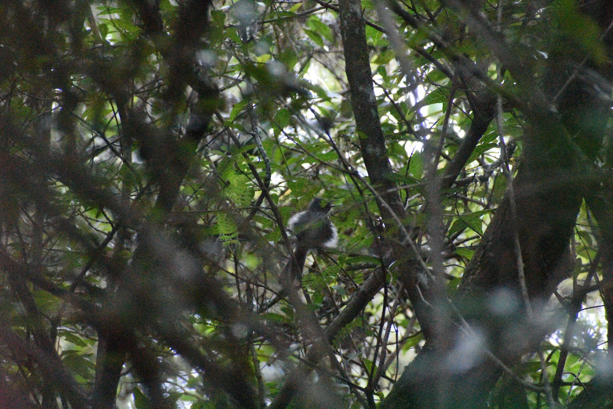 African Crested Flycatcher - ML654366707