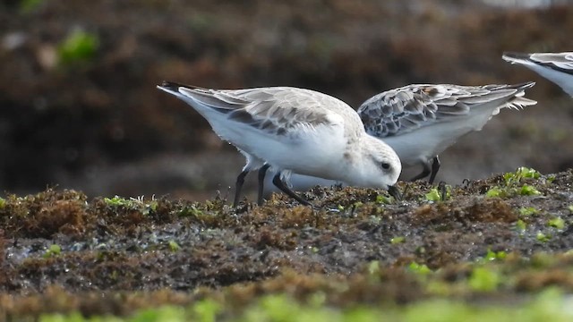 Sanderling - ML654366873