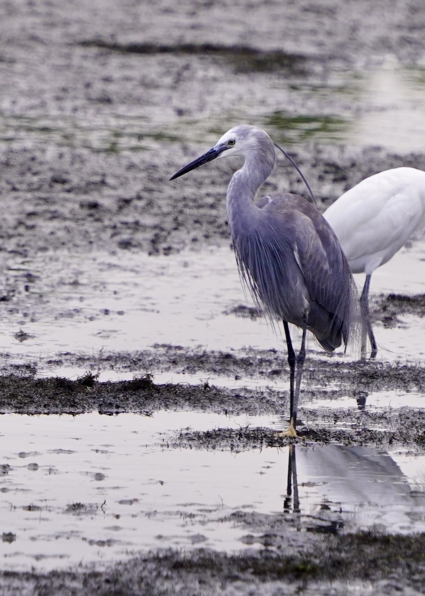 silkehegre - ML654366900