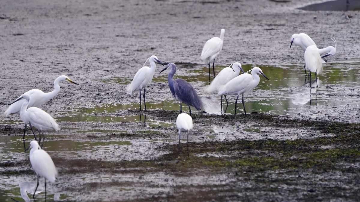 silkehegre - ML654366902