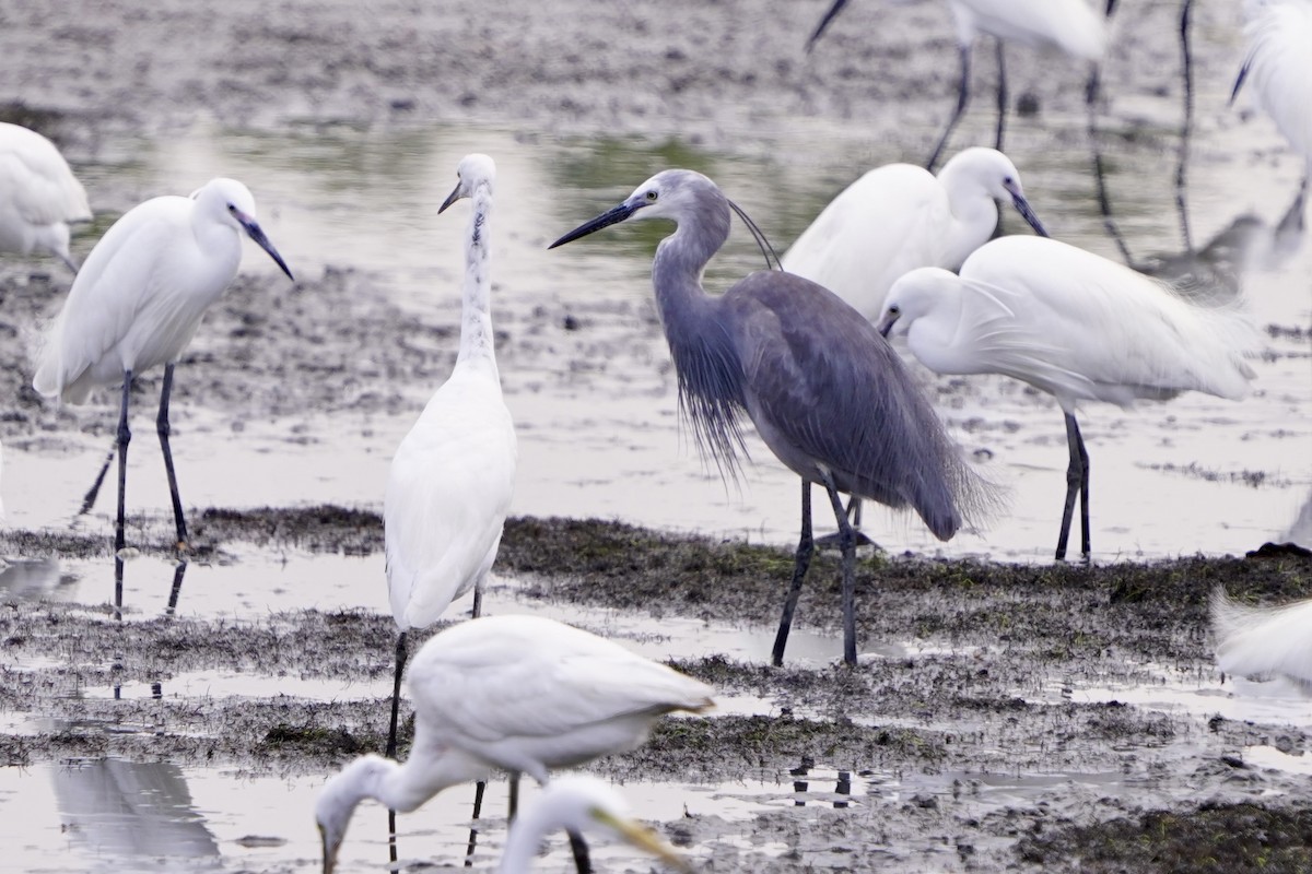 silkehegre - ML654366903